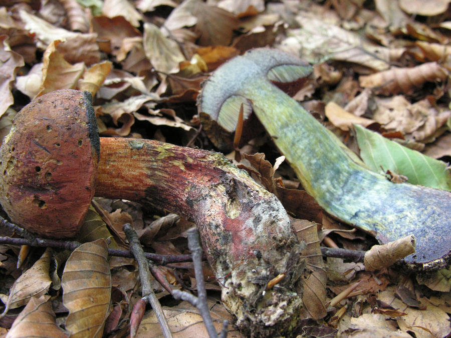 Boletus da determinare